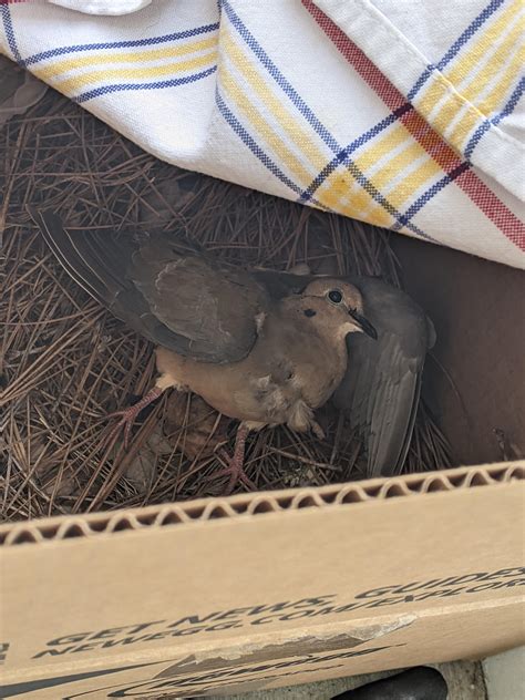 best lovebird injured fast 3