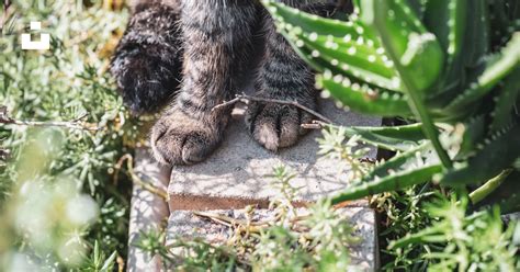 close    cats paw  claws photo  animal image  unsplash