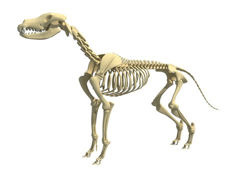 3D model dog skeleton animal - TurboSquid 1389248