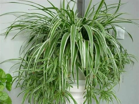 Хлорофитум — природный фильтр в квартире. Сорта Хлорофитума
