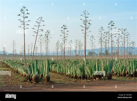 Sisal Agave Agave Sisalana Plantation Kenya Stock Photo Royalty