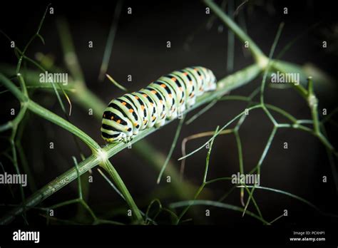 Caterpillar of Papilio Machaon, swallowtail caterpillar Stock Photo - Alamy