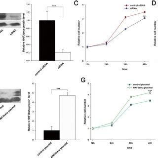 The Effect Of Mir Mediated Downregulation Of Hnf On Cell