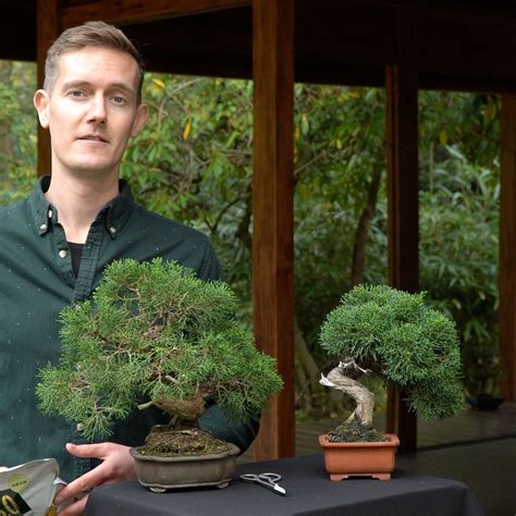 japanese juniper bonsai tree 4