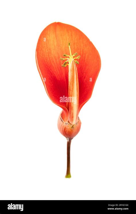 Erythrina crista-galli flower isolated on white background Stock Photo ...