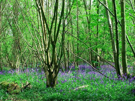 bluebell woods Free Photo Download | FreeImages