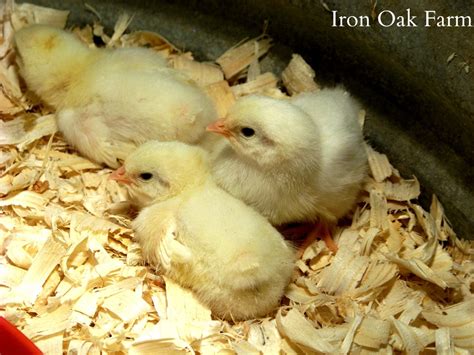 Community Chickens Guide To Breeding Hatching And Brooding Community