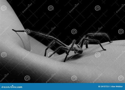 Spider And Nude Stock Image Image Of People Front Beauty