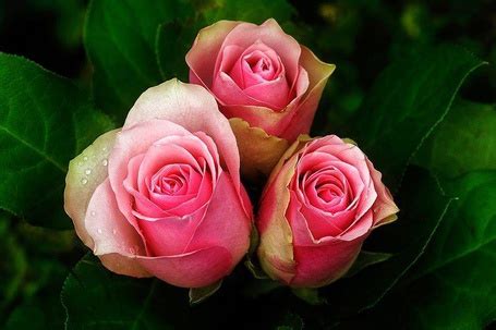 Фото Три розовые розы, ву Tomasz Szpila