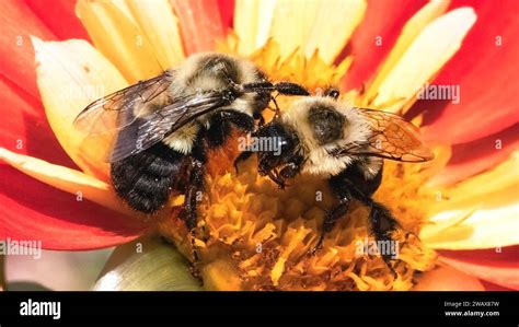 A Pair Of Bombus Impatiens Common Eastern Bumble Bees Interacting While