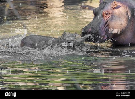 A baby hippopotamus (Hippopotamus amphibius) and its mother swimming in