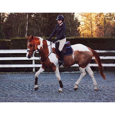 aflame  alisha beautiful horses sport horse show horses