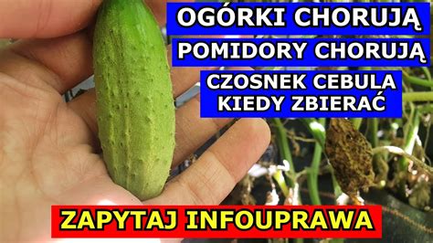 Og Rki Ju Choruj Pomidory Te Czym Pryska Og Rki I Pomidory