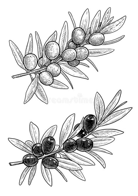 Olive Tree Illustration Drawing Engraving Ink Line Art Vector