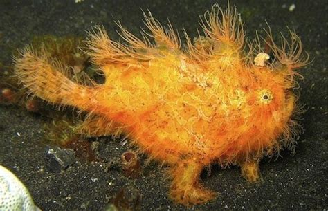 Episode 165 Furry Fish Strange Animals Podcast
