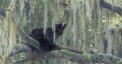 Moody Andean Bear Portrait Wins Nature Photographer Of The Year