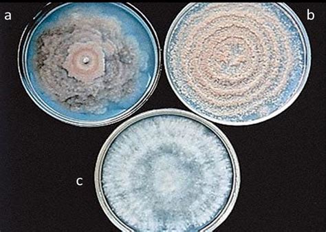 Pure Cultures On Potato Dextrose Agar Pda Showing The Morphologies Of