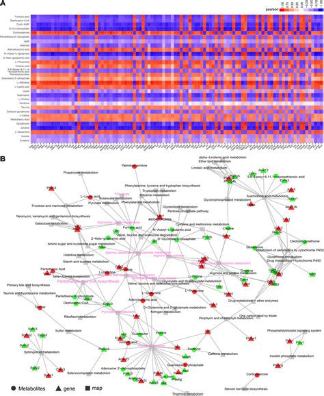 Frontiers Integrated Transcriptomics And Metabolomics Analysis Of The