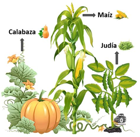 Asociaci N De Cultivos Tabla Con Ejemplos Duroagro