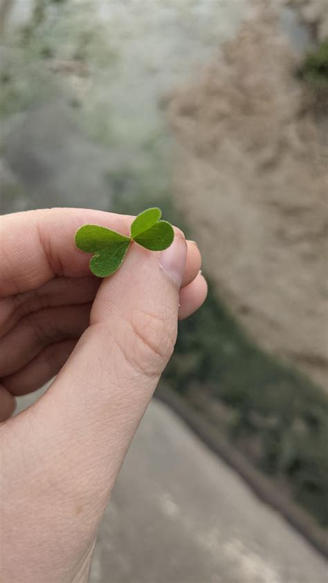 This two leaf clover I found : r/mildlyinteresting