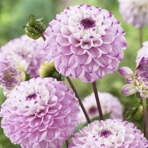 Георгины Дженова: описание сорта, характеристики, тонкости посадки и ...