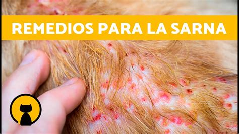 10 REMEDIOS CASEROS Para La SARNA En GATOS YouTube