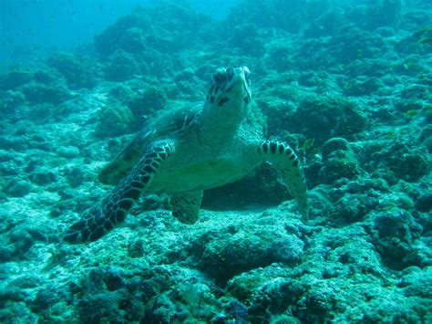 2011 Мальдивы | Flickr