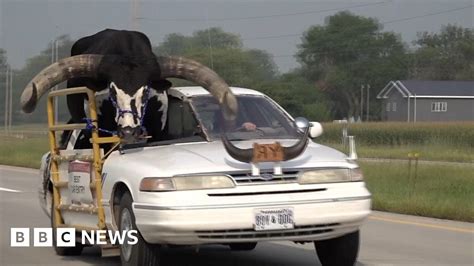 Police Pull Over Car With Huge Bull In Passenger Seat