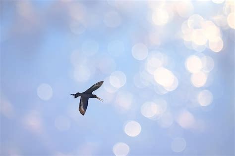 Premium Photo Sandpiper In Flight Wildlife Bird In The Sky