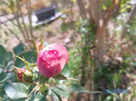 Review Infinix Hot G Smartphone G Murah Fitur Lengkap Masih Memadai Di Laptophia