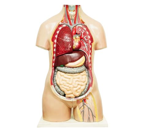 Mod Le D Organe De L Anatomie Du Corps Humain Isol Sur Fond Blanc Avec