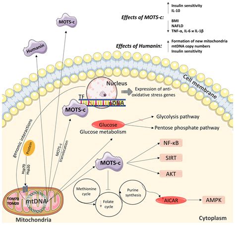 Mitochondrial Destiny In Type 2 Diabetes The Effects Of Oxidative