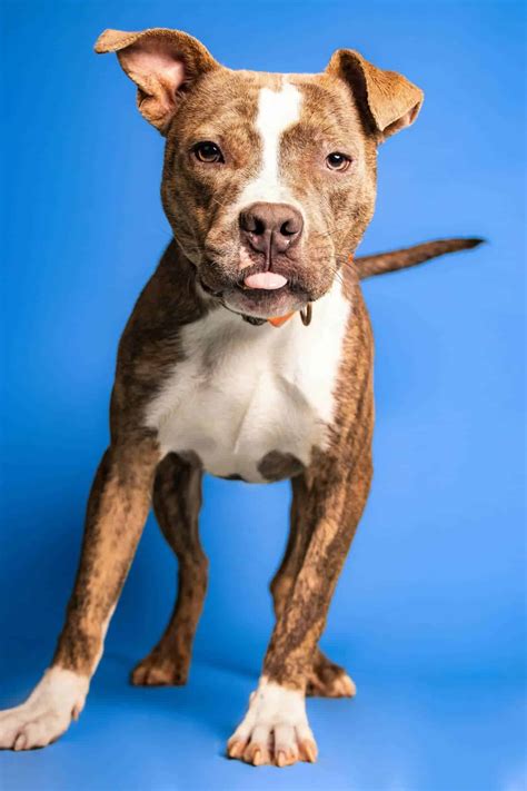 Discover the 14 Most Aggressive Dog Breeds and Their Traits