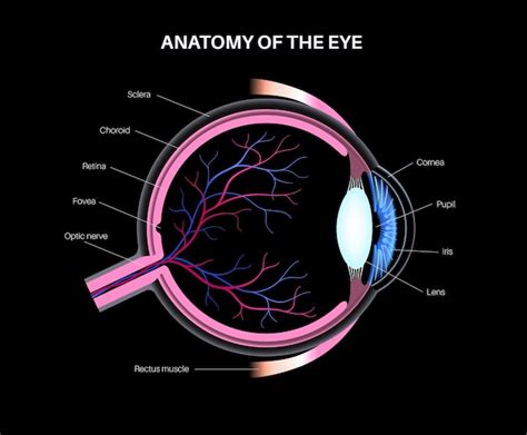 Anatomía del ojo estructura de la infografía del ojo humano vector