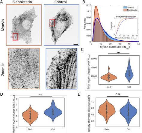 Figure From Limiting Pool And Actin Architecture Controls Myosin