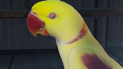 31 Yellow Raw Parrot Price In Pakistan