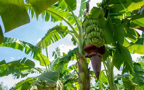 Ice Cream Banana Tree