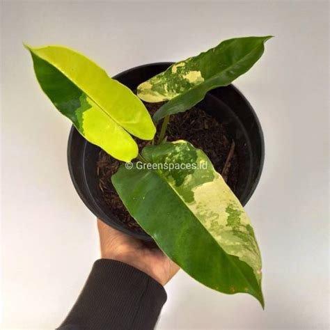 Jual Tanaman Hias Philodendron Burle Marx Variegated Brekele Varigata