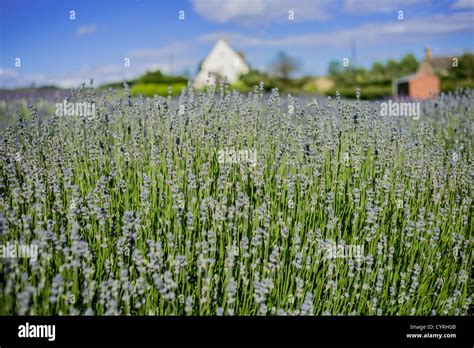 snowshill lavender farm cotswolds uk Stock Photo - Alamy