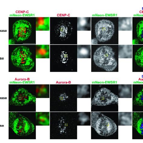 EWSR1 Partially Colocalizes With CENP C And Aurora B At The Kinetochore