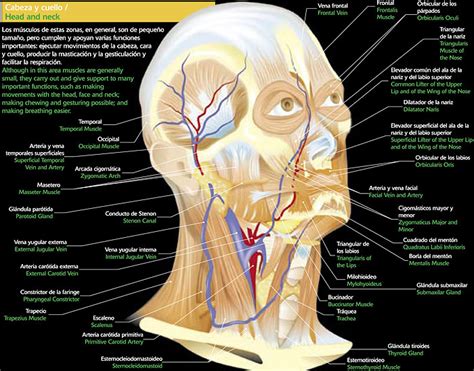 M Sculos Del Plano Profundo Musculatura Cabeza Y Cuello M Sculos