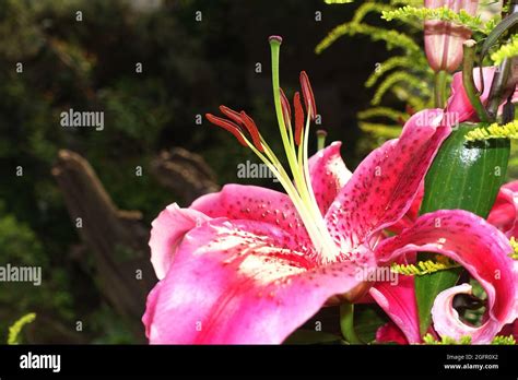Oriental Lily Hybrid Flowering Plant In The Garden Stock Photo Alamy