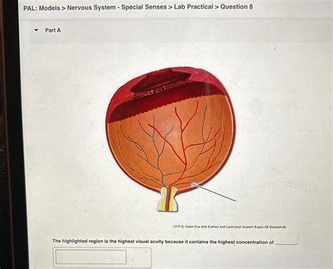 PAL Models Nervous System Special Senses Lab Chegg