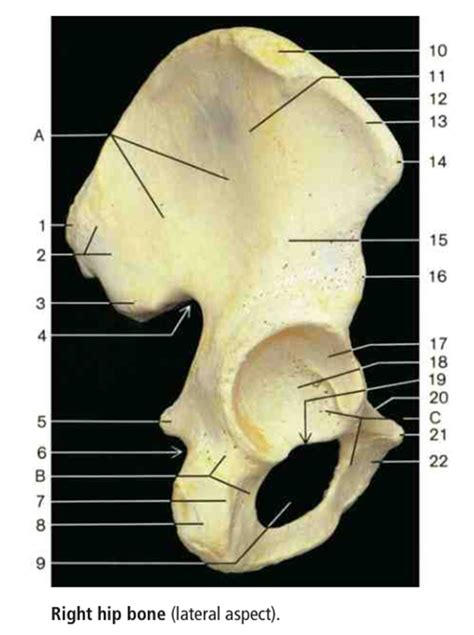 Week 2 Lateral Coxal Bone Diagram 2 Diagram Quizlet