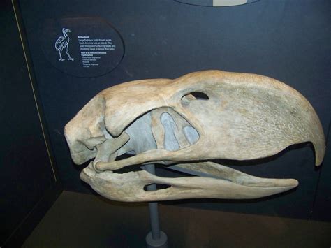 Terror Bird Skull | 2-foot skull of a Phorusrhacid, a large,… | Flickr