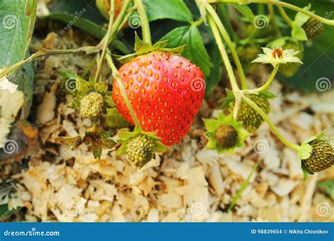 Las Fresas Maduras Crecen En La Cama Foto De Archivo Imagen De