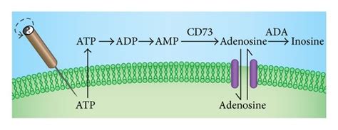 Metabolism Of Adenosine Acupuncture Causes Atp Release Atp Is