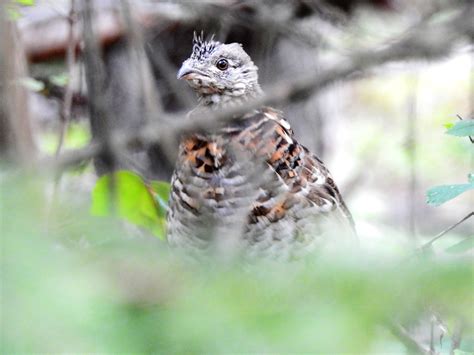 World-Class Parks Showcase Canadian Rockies – Conservation Catalyst