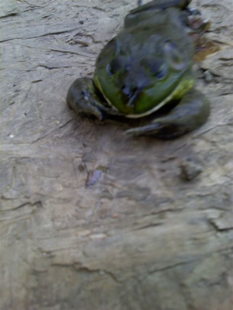 Carmen In The Country: Frog legs anyone?