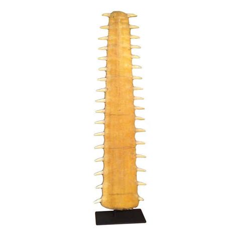 Giant Sawtooth Shark Bill At 1stdibs Sawbill Shark Saw Bill Shark